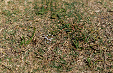 A white rubber band discarded in the bushes.