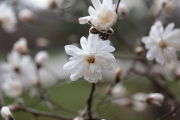 White Magnolia flowers in spring season.
