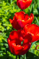 Fototapeta premium poppy flowers close up in bright sunlight