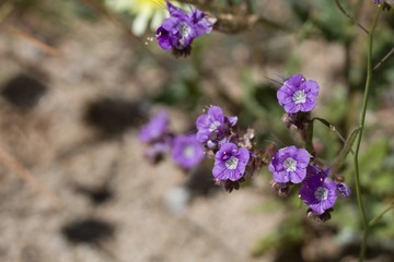 Dark purple blossoms on the annual Notch Leaf Scorpionweed, Phacelia Crenulata, Boraginaceae, native annual on the outskirts of Twentynine Palms, Southern Mojave Desert, Springtime.