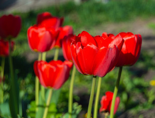 poppy flowers close up in bright sunlight
