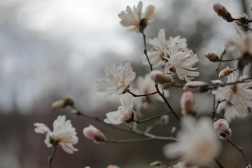 White Magnolia flowers in spring season.