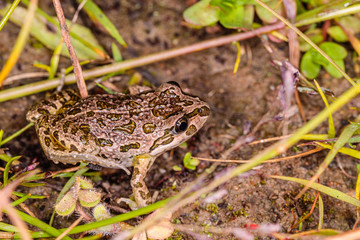 Spotted Grass Frog juvenile exploring on land