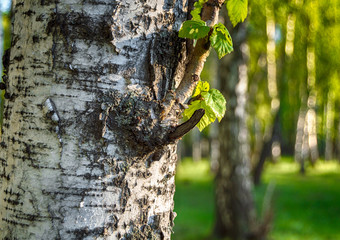 Texture of a birch trunk in the sunset light