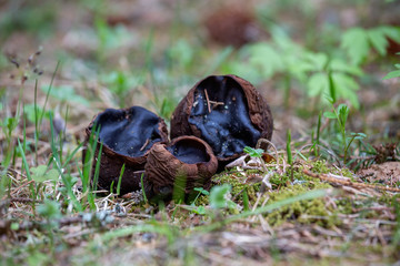 Rare and endangered fungus Sarcosoma globosum. Mushrooms are brown in color and have a velvety surface, are filled with jelly and are used in folk medicine as a means for the treatment of cancer, join