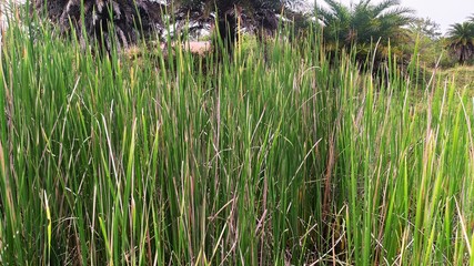 Fototapeta premium green grass in the wind