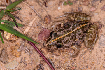 Spotted Grass Frog juvenile exploring on land