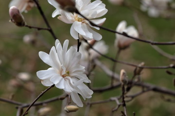 White Magnolia flowers in spring season.