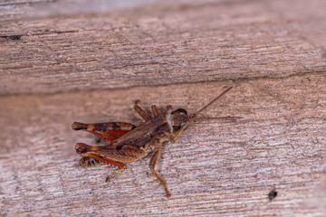 Wingless Grasshopper resting on a wooden shed