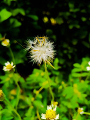 dandelion on green background