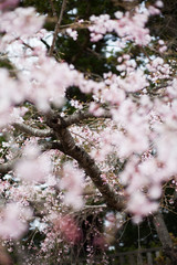Cherry blossom in spring