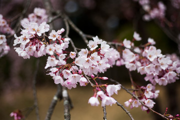 Pink cherry blossoms