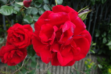 屋外に咲いた赤い薔薇の花