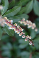 Pieris Temple Bells flowers blooming
