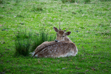 deer in the grass