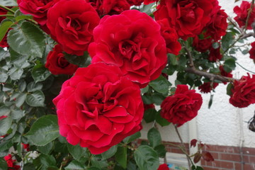 屋外に咲いた赤い薔薇の花