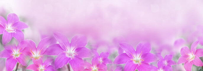 Fototapeta na wymiar beautiful purple rain lily flower on soft romance background with copy space for valentine header or banner