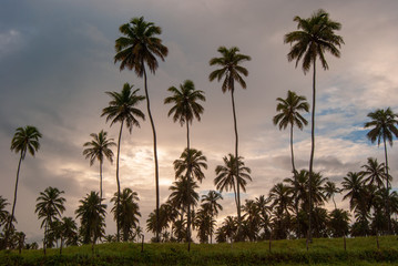 Fototapeta na wymiar Palm Trees Against Sky At Sunset