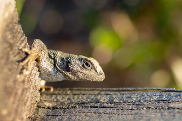 close up of a lizard