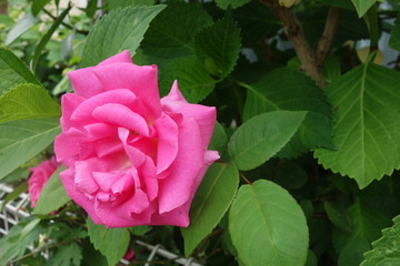 初夏に咲いたピンクの薔薇の花