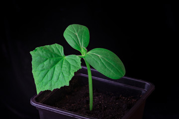 Cucumber seedling in a small pot on a black background.Young bright green plant by close up.Growing and caring gardening concept.