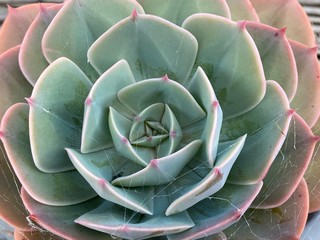 Echeveria Orion Plant Photo