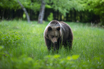 Dangerous young brown bear , ursus arctos , walks on mountain meadow. Wildlife scenery in Slovakia 