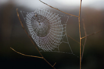 Spider web full of dew drops