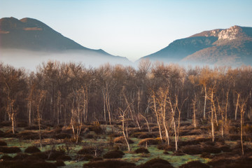 Mist behind the trees