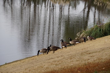 Geese in park