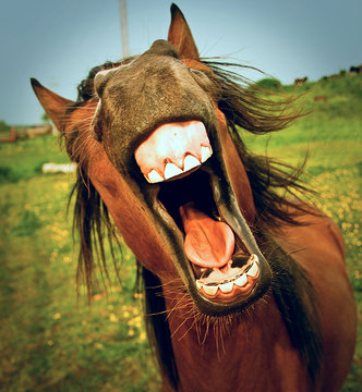 Close-up Of Horse With Mouth Open