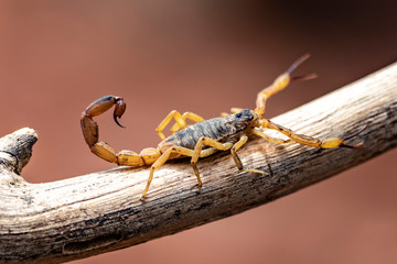 yellow scorpion on a tree