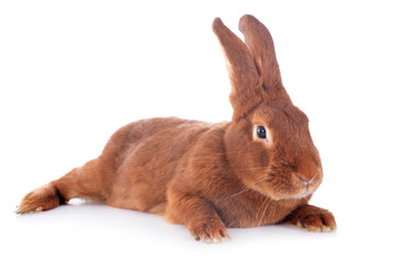 Naklejka premium Fauve de Bourgogne rabbit