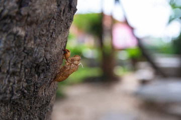 Cicada stains on the Pradu tree