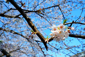 咲き始めた桜