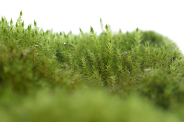 緑の苔　コケ
