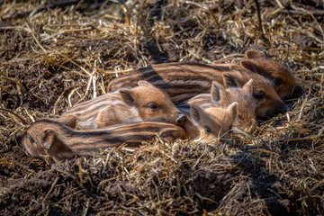 Frischlinge Wildschweine gestreift