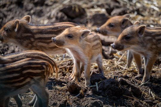 Frischlinge Wildschweine gestreift
