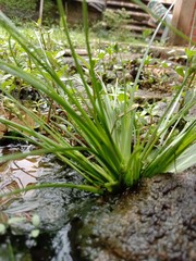 Natural, Plant, Grass, Water, Soil, Nature