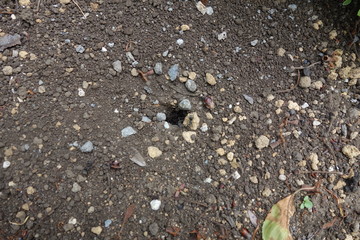 アリの巣を見下ろす