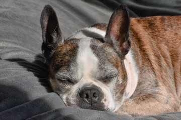 Closeup of a little older terrier dog sleeping on a cushion in the sun.