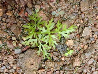 Natural, Plant, Grass, Water, Soil, Nature