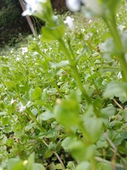 Natural, Plant, Grass, Water, Soil, Nature