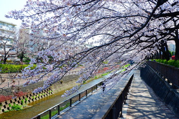 日本の春はいつも桜が咲いている