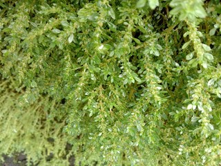 Natural, Plant, Grass, Water, Soil, Nature