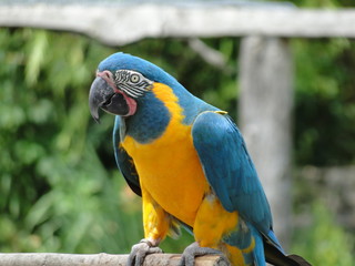 Macaw and Toucan