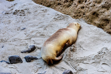 Seal at  Tunnel beach in New Zealand