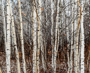 Winter landscape of a birch forest. Russian nature.