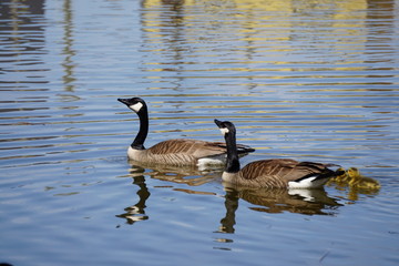 Canadian geese family