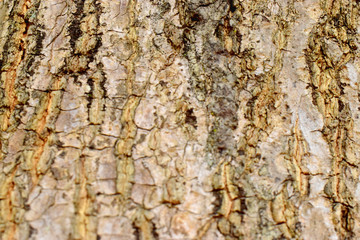  Close up of brown color of bark tree,  Abstract Texture Background.